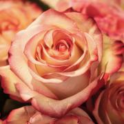 helderziende Rose 